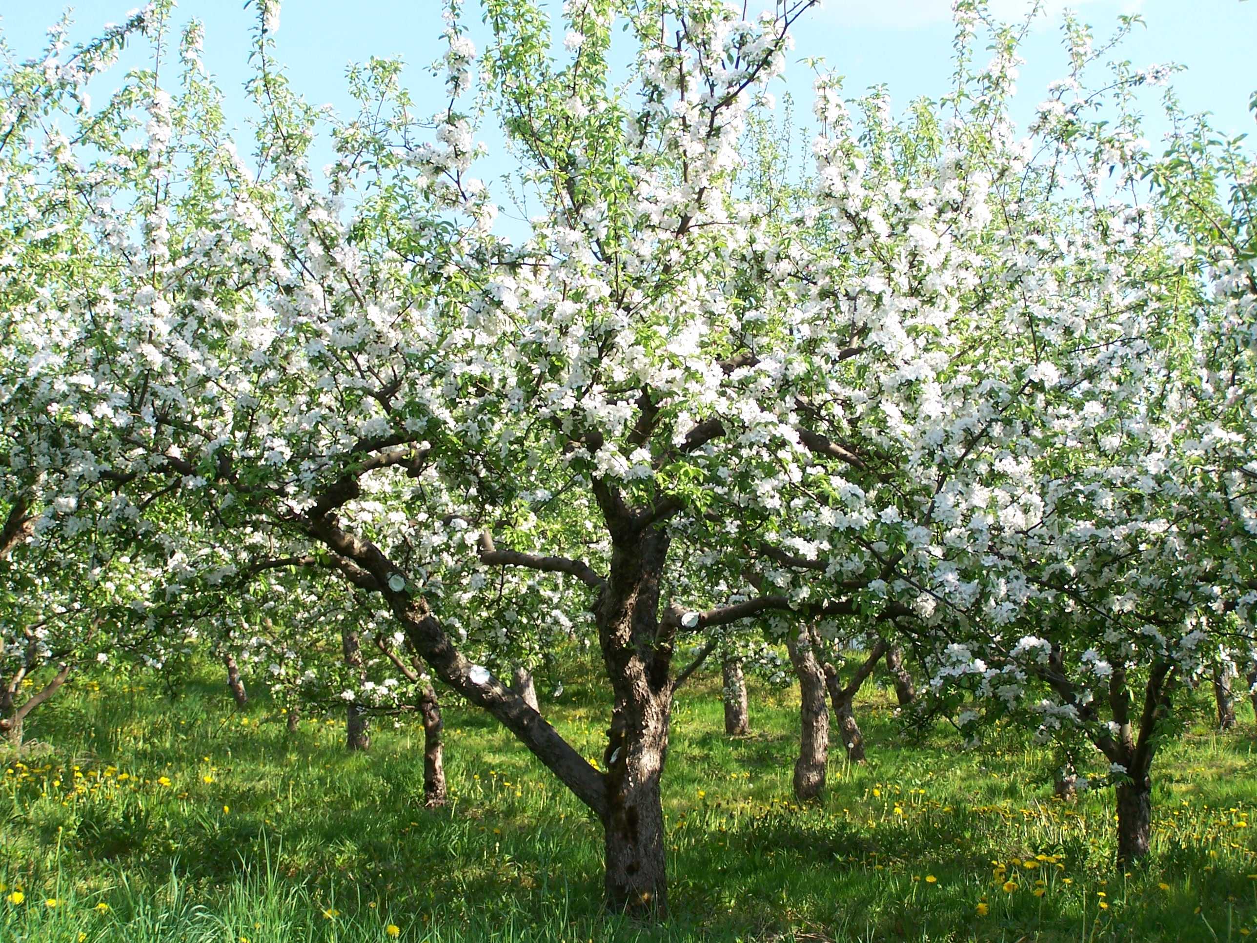 jabłoń