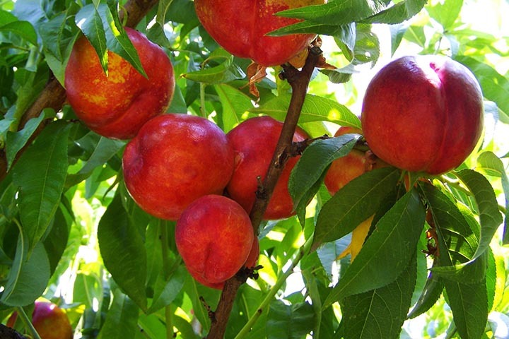 Brzoskwinia Harnaś Prunus persica