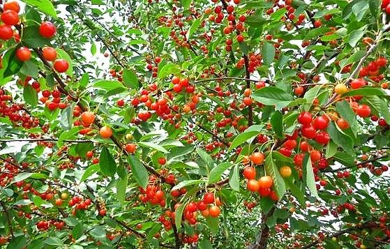 Czereśnia Buttnera Czerwona Prunus avium 