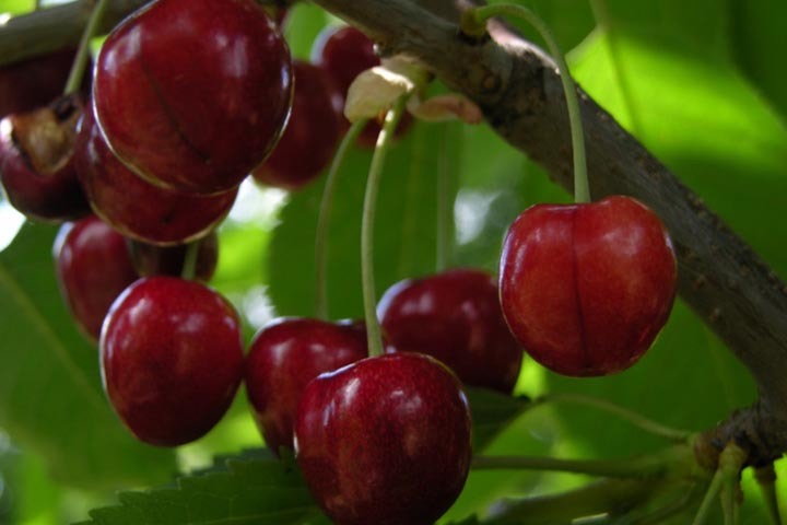 Czereśnia Kordia Prunus avium