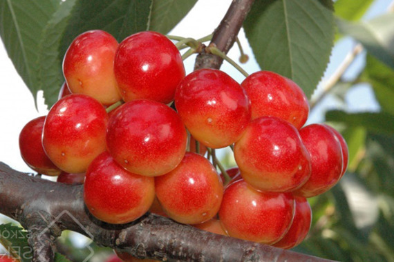Czereśnia Vega Prunus avium