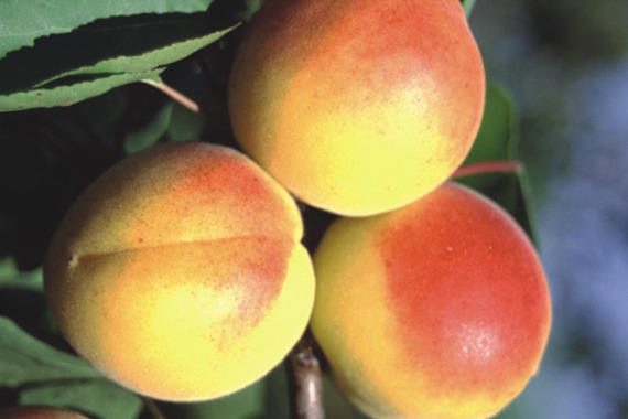 Morela Early Orange Prunus armeniaca