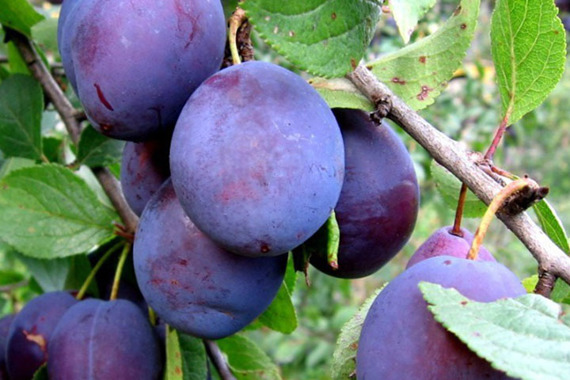 Śliwa Blue Free Prunus domestica
