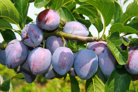 Śliwa Herman Prunus domestica