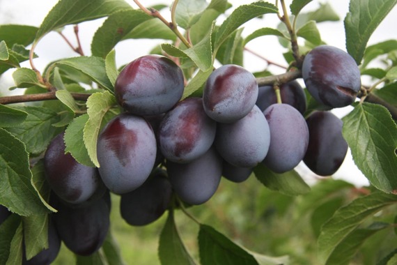 Śliwa Węgierka Wczesna Prunus domestica
