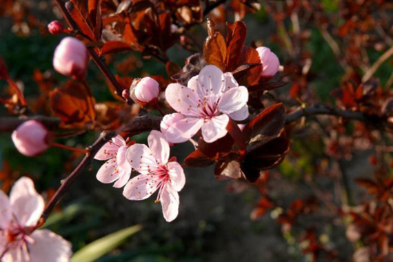 Śliwa wiśniowa Prunus cerasifera