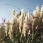 trawy ozdobne 10 najpopularniejszych traw