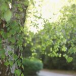 drzewa liściaste do ogrodu brzoza jaśminowiec amorfa szybko rosnące sklep cena opinie blog