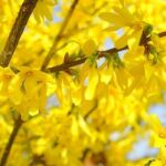 żółte kwiaty rudbekia forsycja złotokap
