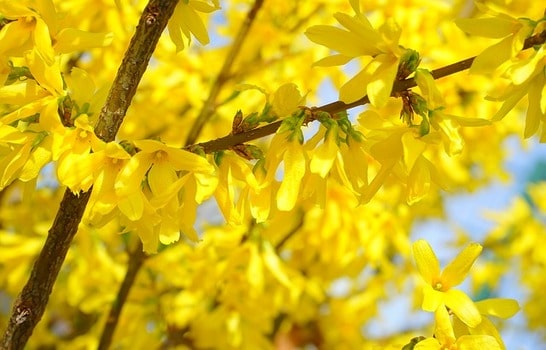 żółte kwiaty rudbekia forsycja złotokap