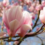 magnolia uprawa odmiany sadzenie wymagania pielęgnacja