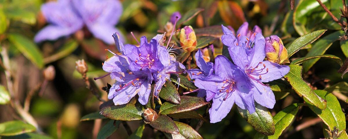 rododendron choroby